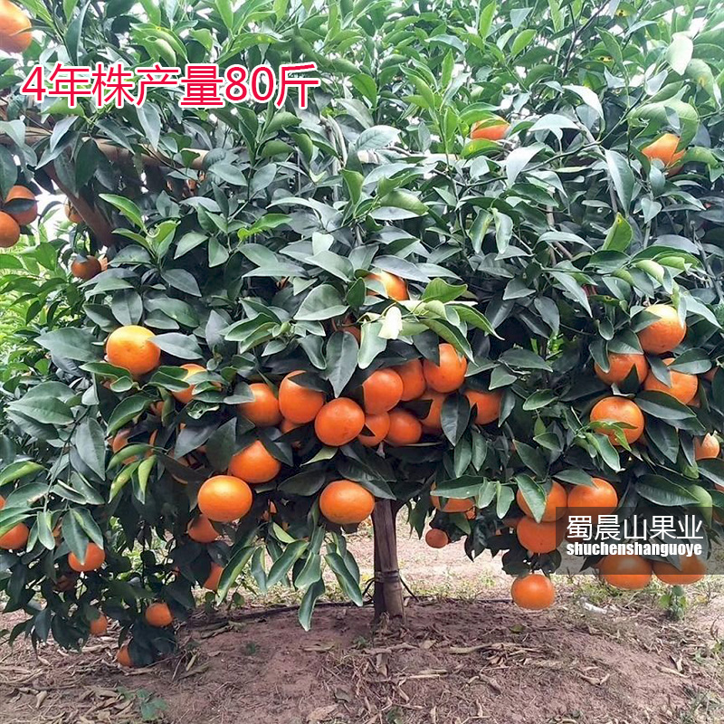 蜀晨山果苗-明日见14.jpg