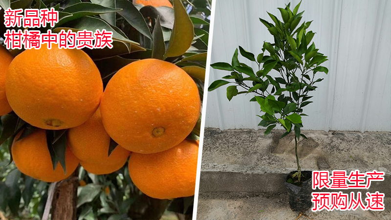 【新品种】黄美人柑橘苗 限量供应 预购从速
