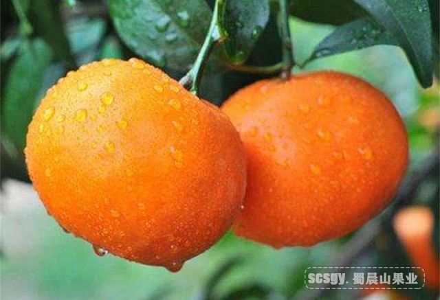 甘平柑橘-柑橘中的贵族