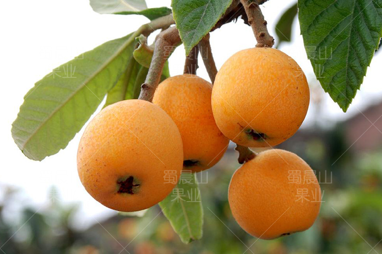 详情-枇杷-03.jpg