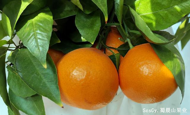 黄美人柑橘 2021年的又一个新品种