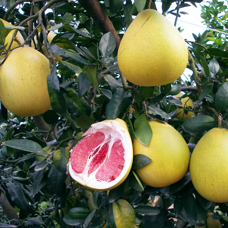 出售红心柚苗 柚子苗木批发 成都柚子苗 重庆柚子苗 云南柚子苗 简阳市蜀晨山果业有限公司 出售红心柚苗 柚子苗木批发 成都柚子苗 重庆柚子苗 云南柚子苗 简阳市蜀晨山果业有限公司