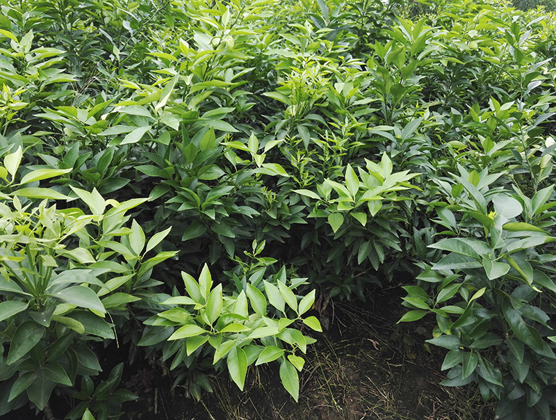 爱嫒苗800-02.jpg